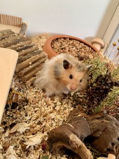 a hamster is sitting in a pile of wood shavings and other things