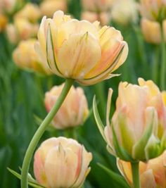 yellow and pink tulips are blooming in the garden