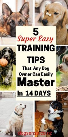 Dog Training List, Basic Dog Training Commands, How To Train An Older Dog, How To Train A Dog, Dog Studying, Dog Tricks