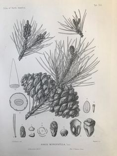 an illustration of pine cones and other plants