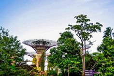 the gardens by the bay in singapore are full of trees and bushes, with an observation tower at the top