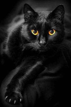 a black cat with yellow eyes laying down