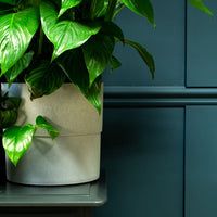 a potted plant sitting on top of a metal shelf next to a blue wall