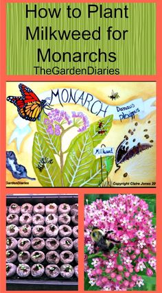 how to plant milkweed for monarchs, the gardeniaries and monarch butterflies