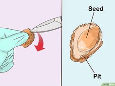 Germinating Peach Pits, Propagating Peach Trees, How To Start Peach Tree From Seed, How To Plant A Peach Tree From A Pit, Peach Seed Germination, Growing Peach Trees From Seed, How To Start A Peach Tree From A Pit, How To Plant A Peach Seed, Peach Trees Growing