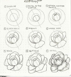 a page with instructions on how to draw flowers in different stages of blooming, including petals