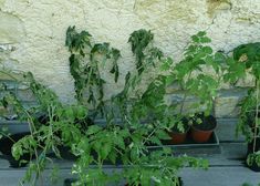 several potted plants in front of a stone wall