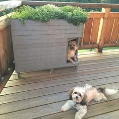 two small dogs are sitting in a dog house on a deck with grass growing out of it