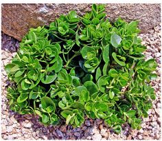 small green plants growing out of the ground