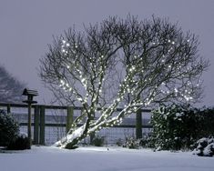 a lighted tree in the middle of a snowy yard