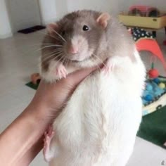 a person holding a rodent in their hand