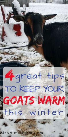 a goat standing in the snow with text overlay reading 4 great tips to keep your goats warm this winter