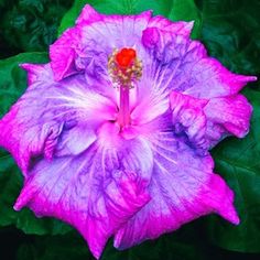 a purple flower with green leaves in the foreground and a red stamen on top