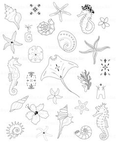 some sea animals and shells are drawn in black ink on white paper with watermarks