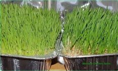 two pots filled with green grass sitting on top of a wooden table next to each other