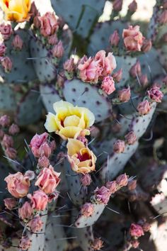 a cactus with yellow and pink flowers growing out of it's center surrounded by other plants