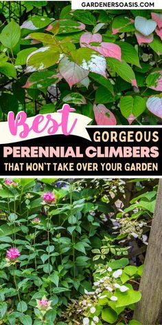 Flowering Vines For Shade (9 Perennial Climbers That Won't Take Over Your Garden) Non Invasive Climbing Vines, Washington Garden