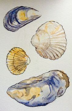 three seashells are shown in watercolor on paper