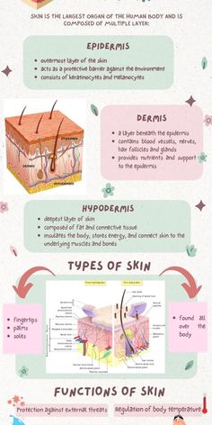 Human Body Science Projects, Esthetician Inspiration, Skin Anatomy, Facial Massage Techniques, Human Body Science, Medical Esthetician, Esthetician School, Skincare Facts, Integumentary System