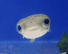 a fish that is looking at the camera while swimming in an aquarium with blue water