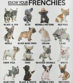 the french bulldogs are all different colors and sizes, but they can be seen in this poster