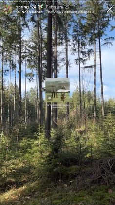 a sign in the middle of a forest with lots of trees on both sides of it