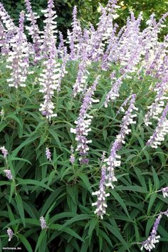 purple flowers are blooming in the garden