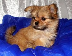 a small brown dog sitting on top of a blue pillow