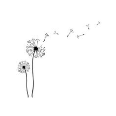 a dandelion blowing in the wind on a white background