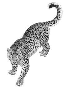 a black and white drawing of a cheetah on the prowls side