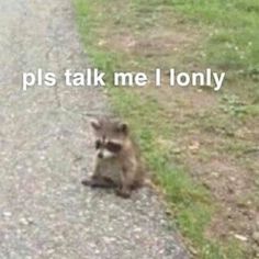 a raccoon sitting on the side of a road next to a grass covered field