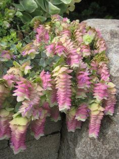 pink and green flowers growing out of the rocks