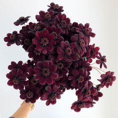 a bunch of purple flowers being held up by a person's hand in front of a white background