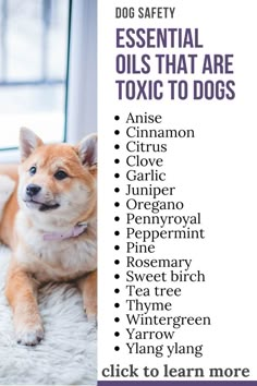 a brown dog laying on top of a white rug next to a window with the words essential oils that are used for dogs