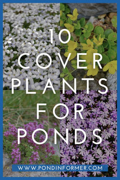 purple and white flowers with text overlay that reads 10 cover plants for pond's