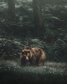 a large brown bear walking through a lush green forest