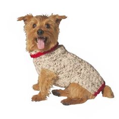 a small brown dog sitting on top of a white floor next to a red collar