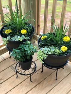 three potted plants sitting on top of a wooden deck