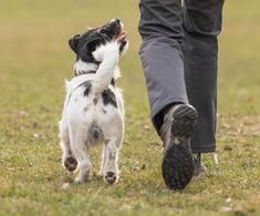 a small black and white dog standing on top of a grass covered field next to a person