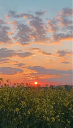 the sun is setting over a field full of wildflowers