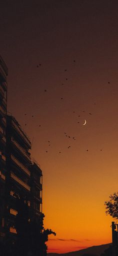 birds flying in the sky at sunset with a building in the foreground and trees on the other side