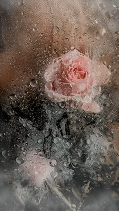 a pink rose sitting on top of a window covered in raindrops and water