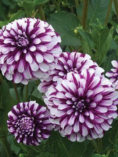 three purple and white flowers with green leaves