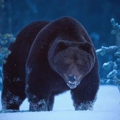 a large black bear walking through the snow