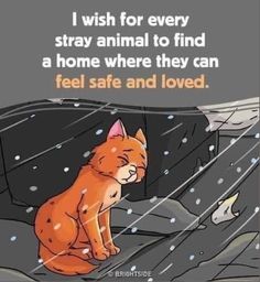 an orange cat sitting on top of a roof in the rain with text that reads, i wish for every stray animal to find a home where they can feel safe and loved