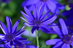 purple flowers with green leaves in the background