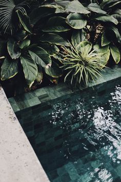 a pool surrounded by lush green plants and greenery with the words fv studio piscine