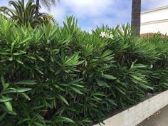 a bush with lots of green leaves in front of a white brick wall and palm trees