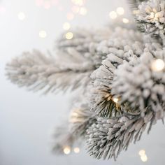 a close up view of the branches of a christmas tree with snow flakes on it