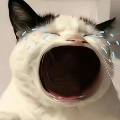 a cat with it's mouth open and glowing blue lights coming from its eyes